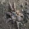 TARANTULA